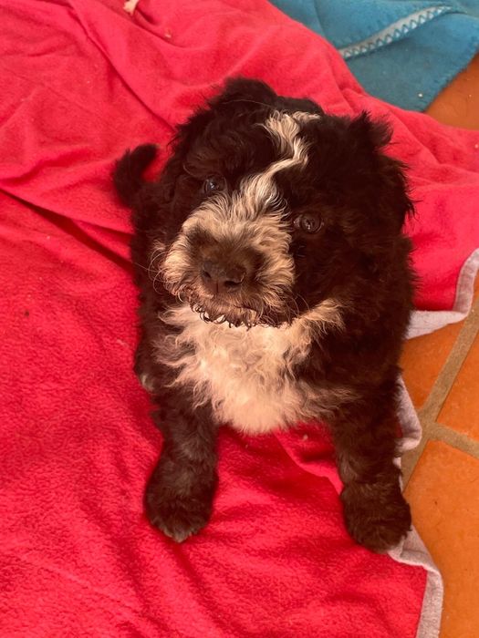 Bebés 2 meses para adoção responsável