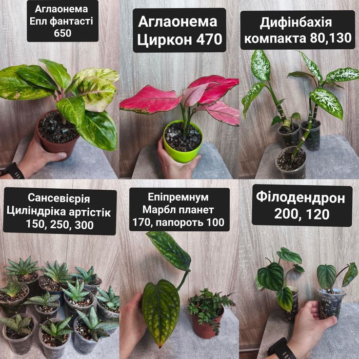 Кімнатні рослини дифінбахія сингоніум маранта аглаонема антуріум епіпр
