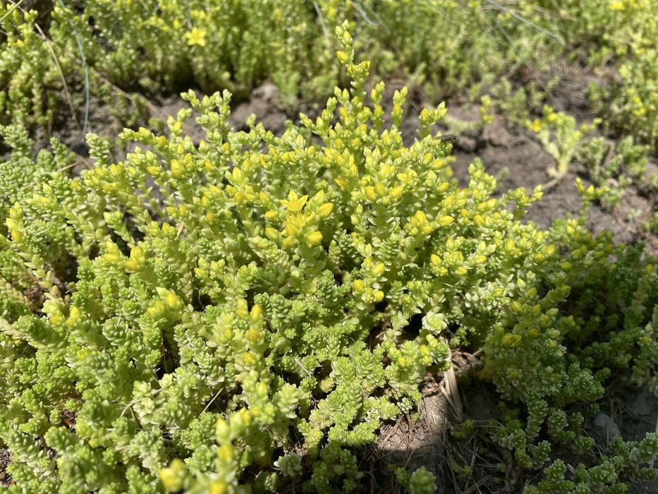 Седум очиток їдкий Єллоу Квін (Sedum acre Yellow Queen)