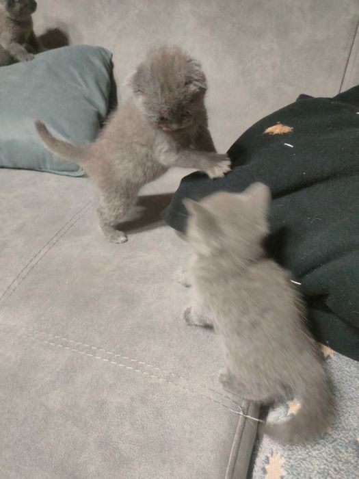 Шотландские котята продам
