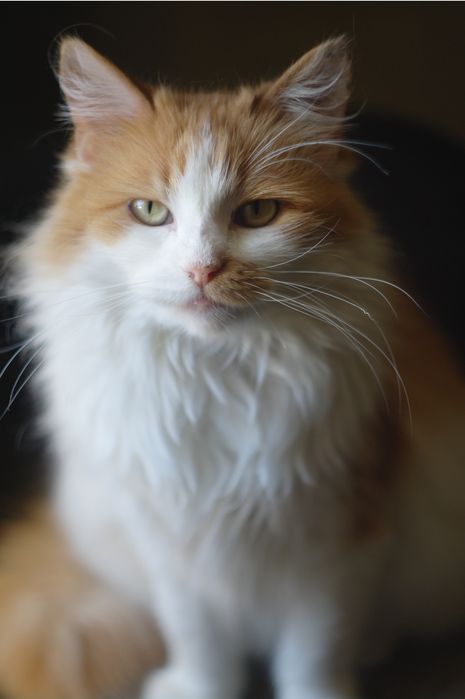 Кошка кішка кошеня молода руда біла рыжая белая