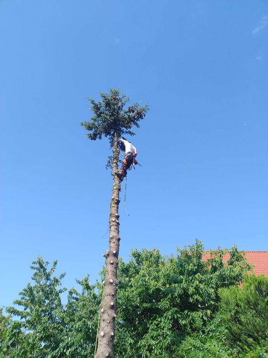 Wycinka Przycinka Drzew Zwyżka Alpinista