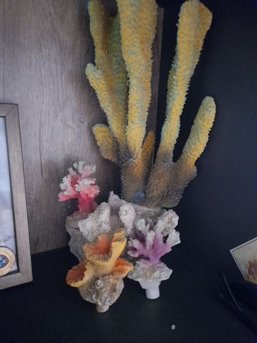 Koralowce do akwarium