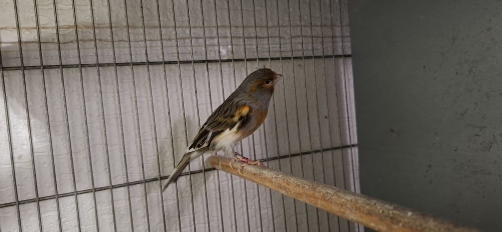 Vendo canários Arlecrim Português