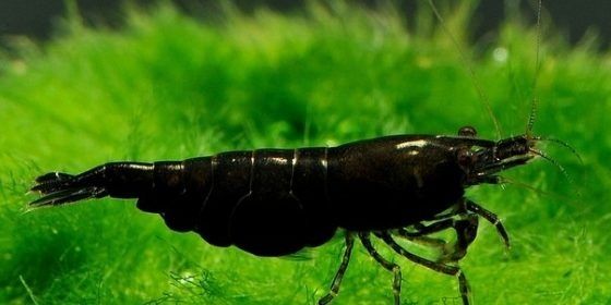 Креветки неокардины