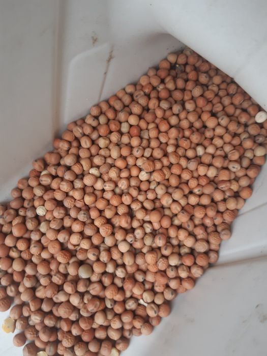 Seradela.nostrzyk.łubin.żyto jare.gryka.pszenżyto jare.facelia