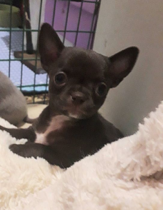 Chihuahua piesek mini