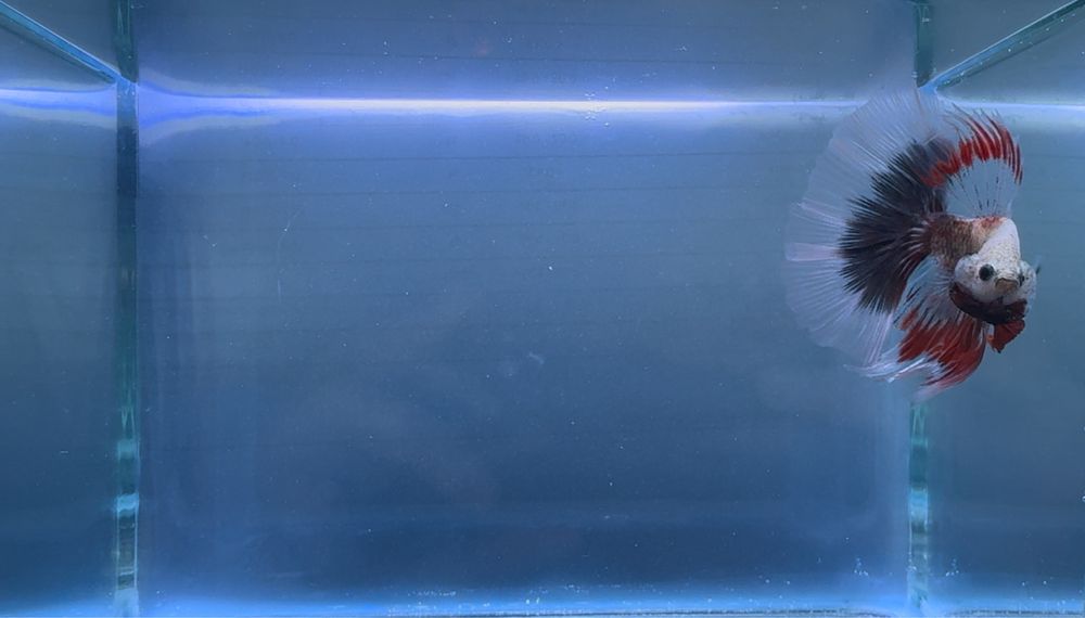 Macho Betta Red Marble Halfmoon