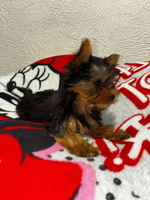 Yorkshire terrier suczka