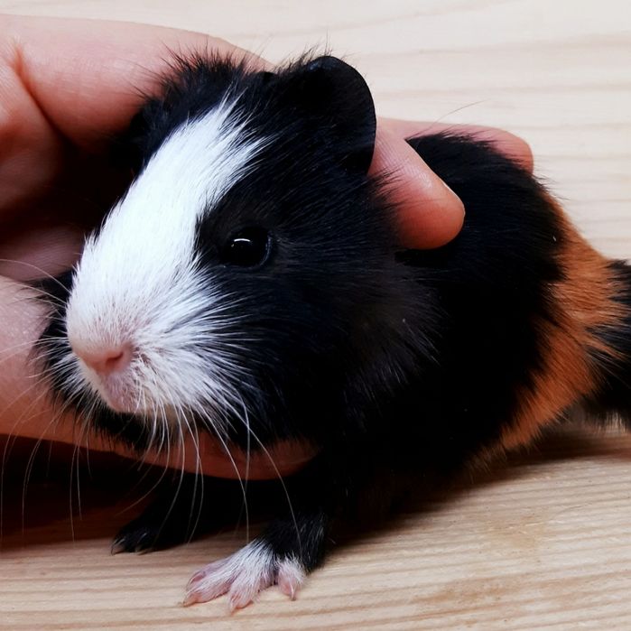 Морские свинки,клетки,корма,аксессуары