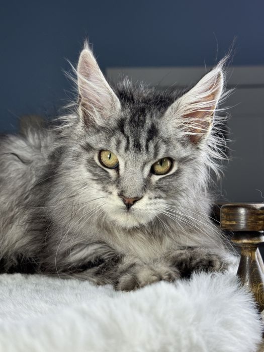 Выразительной внешности мальчик мейн кун 3.5 месяца