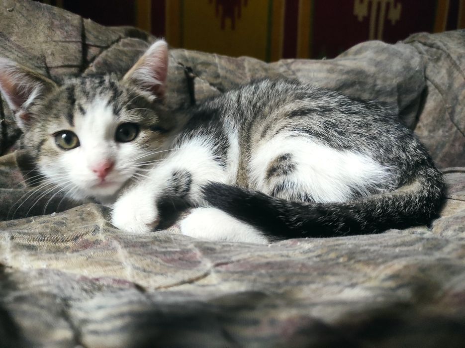 Пухнасте  щастячко