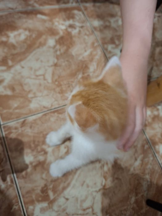 Котик рижий крупний