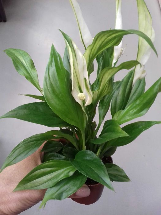 Спатифиллиум . Комнатный цветок.