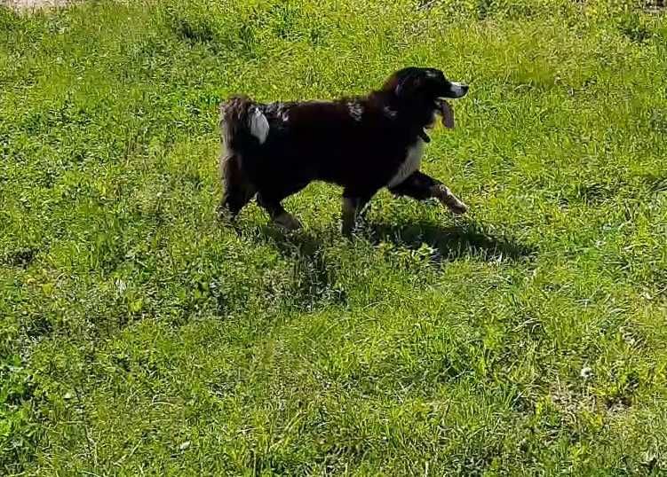 Собака в добрі руки | Добрий собака для дому та двору