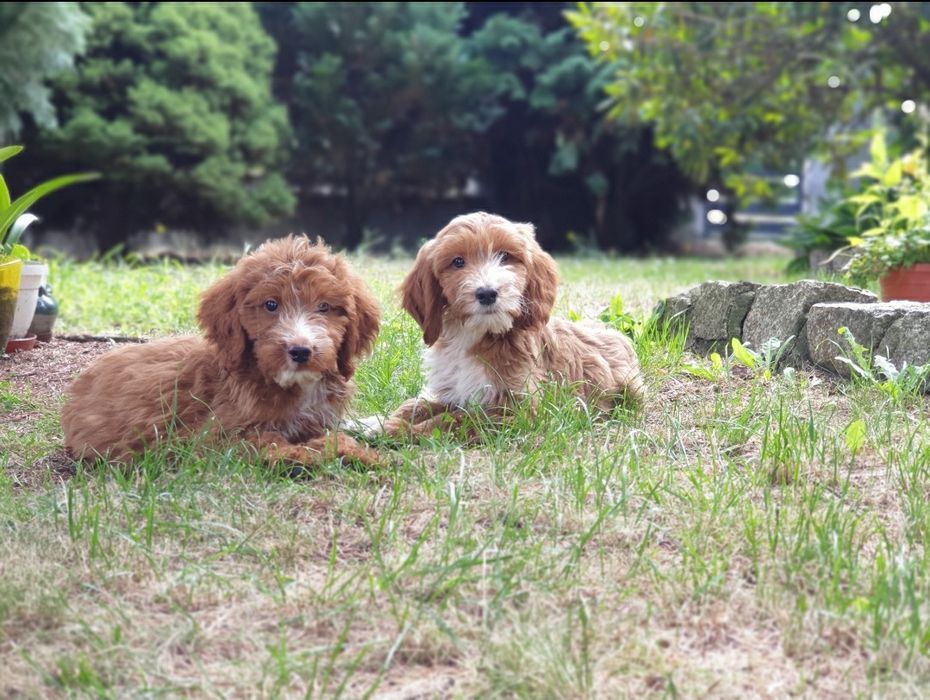 Irishdoodle szczeniak * Jak goldendoodle  *  Jak cockapoo CUDNE