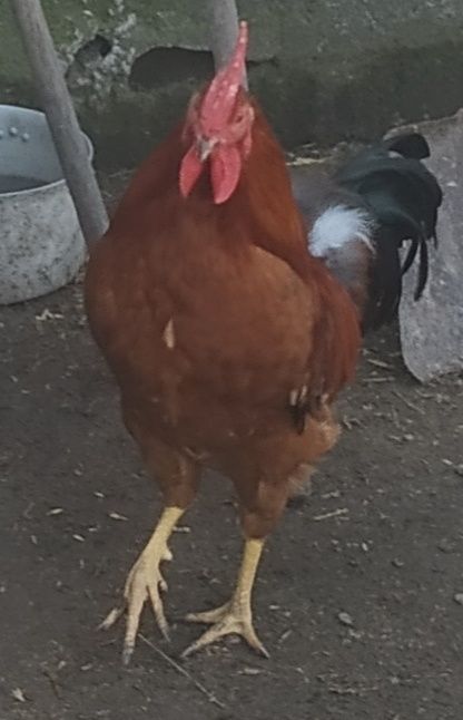 Продам  питухів   амерукану і карлики