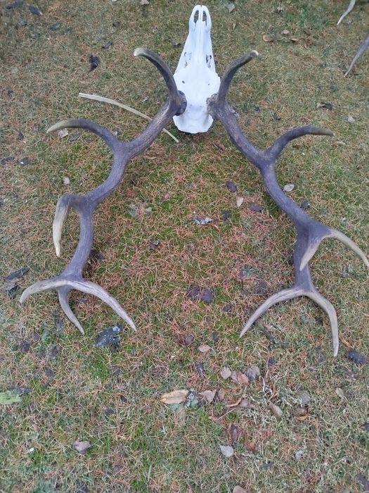 Poroże,Wieniec jelenie myłkus+ para