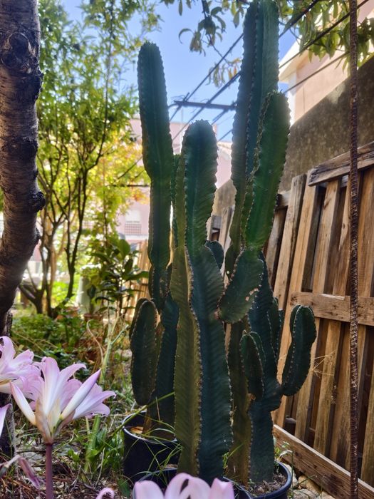 Conjunto de 4 plantas Euphorbia / Cactos - Rio de Mouro