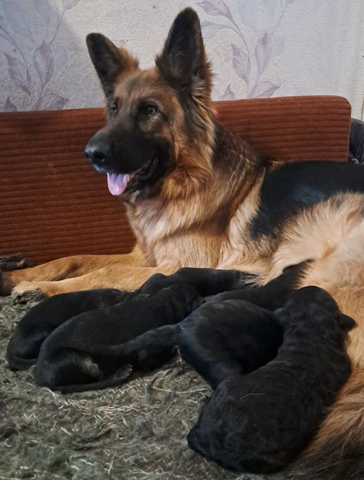 Щенки немецкой овчарки