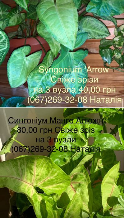 Сингоніум різні види. Мурайя