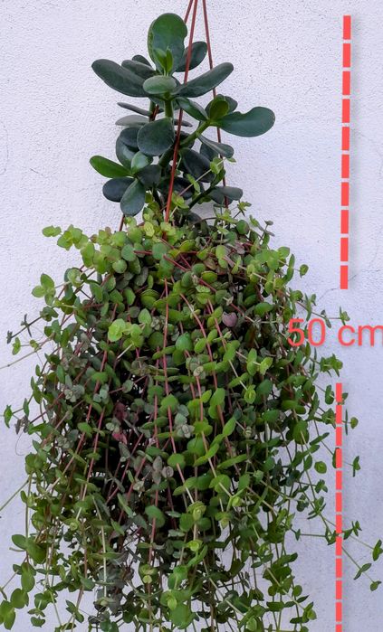 Pendente de suculentas.