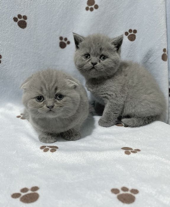 Неймовірно красивий кіт чекає на вашу кішечку.