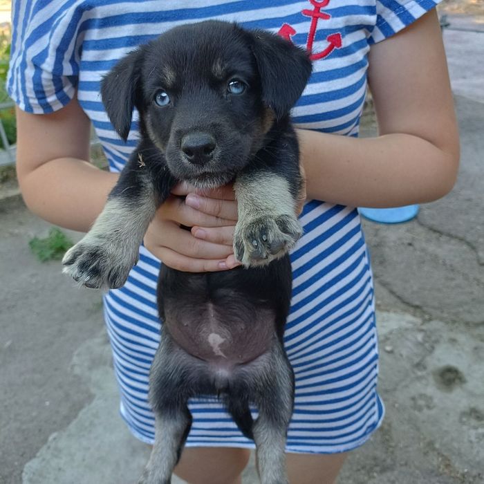 Віддам безкоштовно цуценят