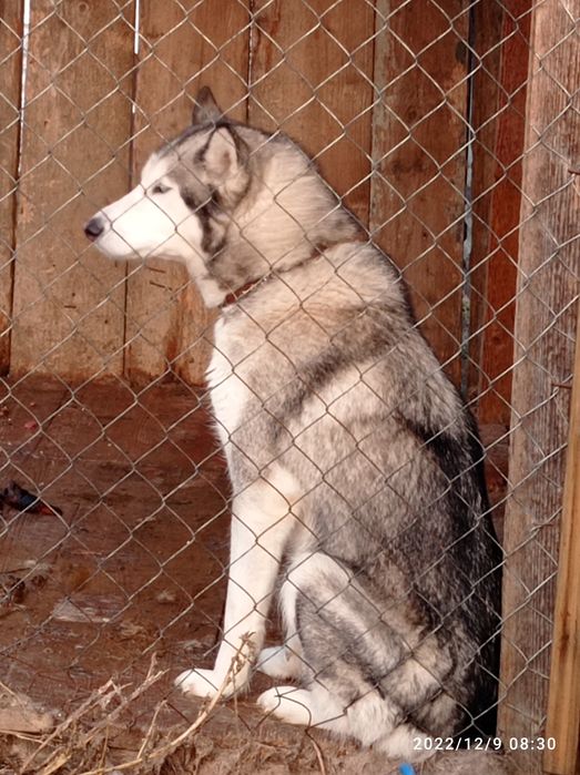Віддамо в хороші руки дівчинку Хаскі
