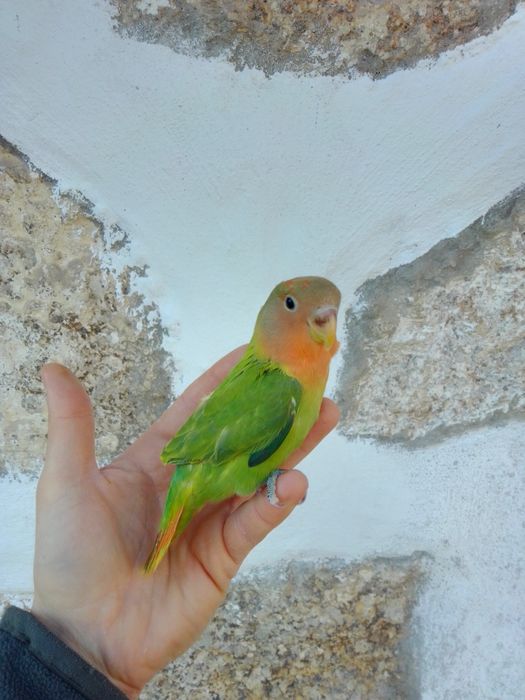 Agapórnis Domesticados