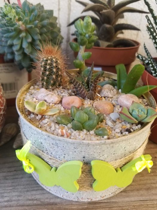 Arranjo de Suculentas
