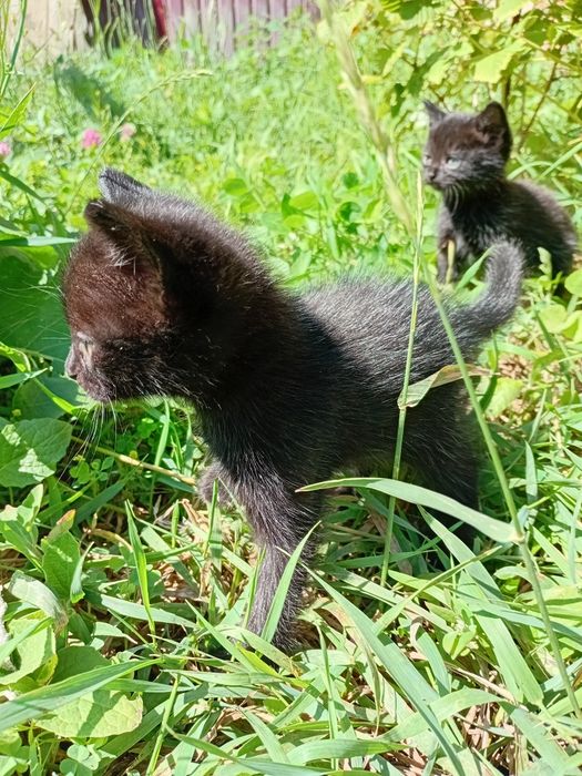 Отдам котят в добрые руки