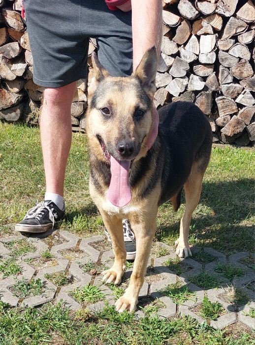 Hirek pies do adopcji