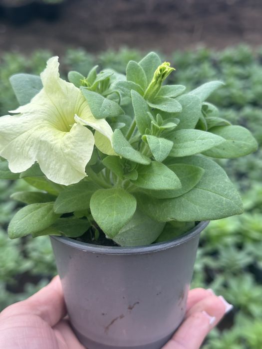 Петунія ГУРТ та РОЗДРІБ