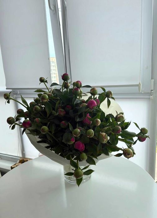 Піони бутони під зріз