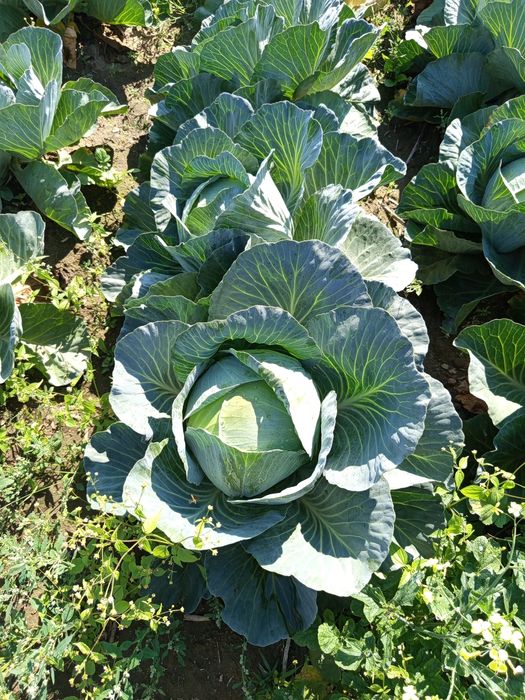 Продам капусту сорт агресор.