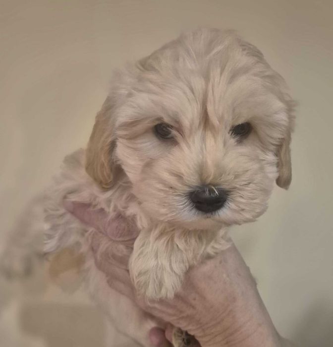 Maltipoo Piesek Gotowa do Odbioru