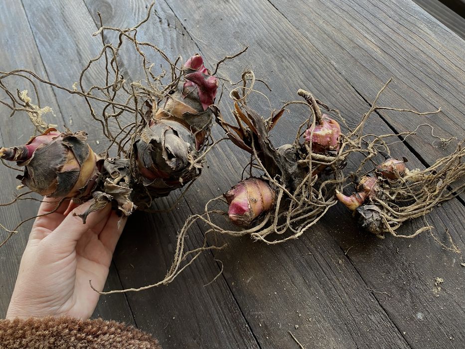 Канни пальмолисті для саду та кашпо (бронь на осінь)