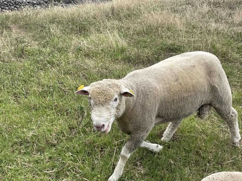 Carneiro Ile-de-France