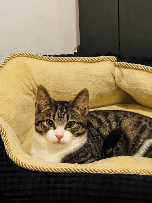 Fajny, młody kocutek szuka domu