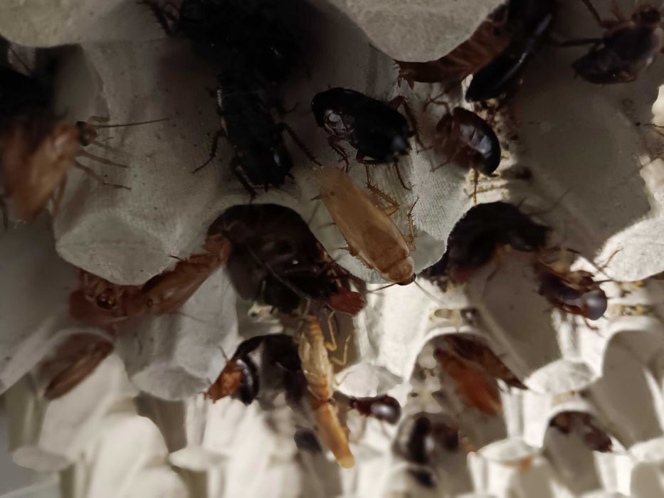 Sprzedam karaczany tureckie