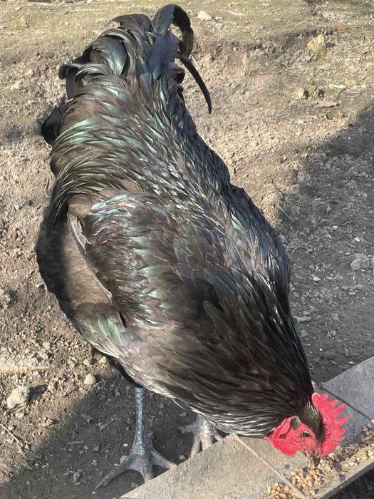 Півень джерсійський гігант