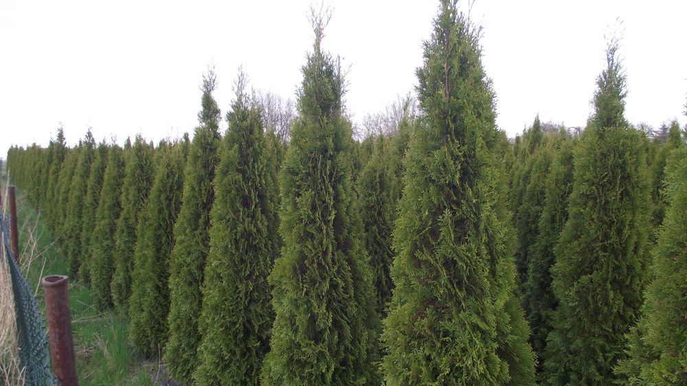 Tuja Szmaragd  220 - 320 cm tuje