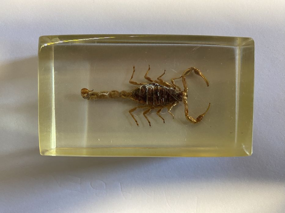 Escorpião em resina
