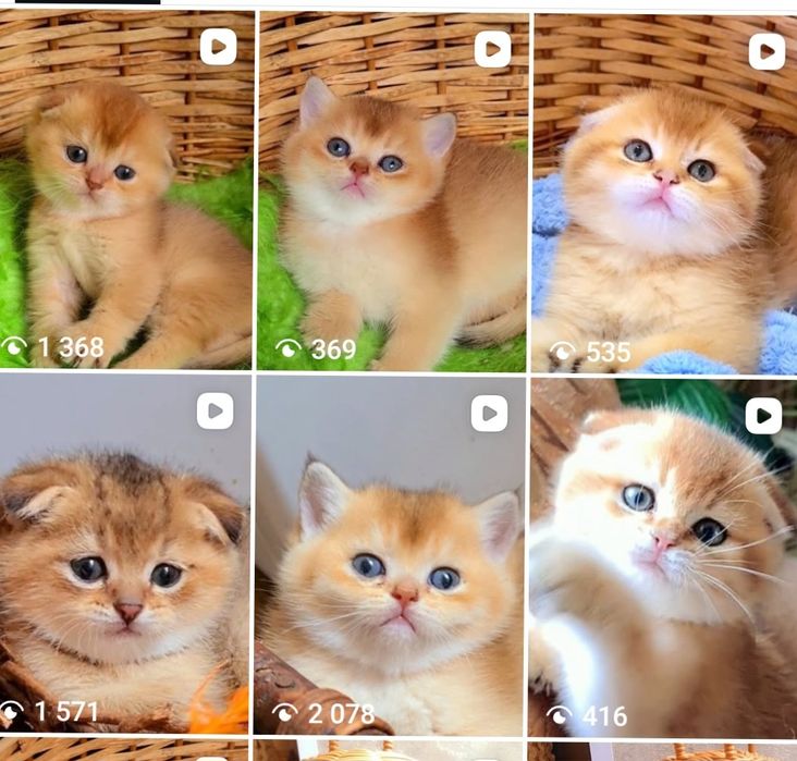 У нас є малята золота шиншила