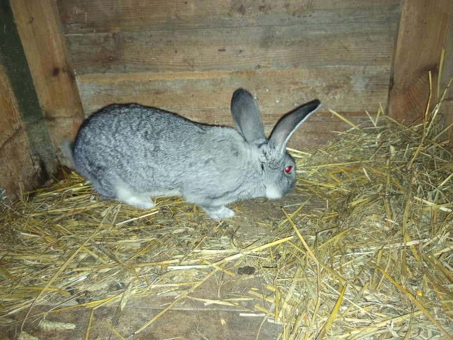 Samiec Belgijski olbrzym szynszylowy