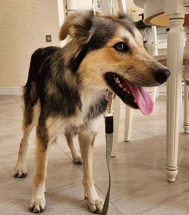 Отдам даром в добрые руки собаку метис овчарки