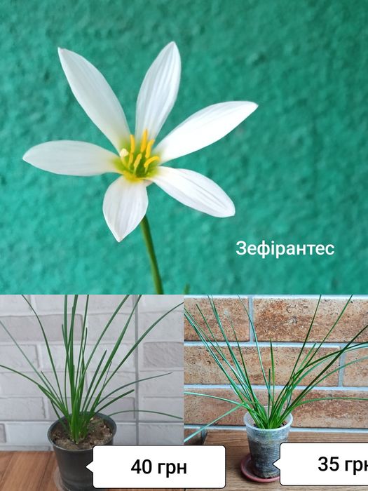 Пеларгонія королівська, калла, спатифілум, товстянка