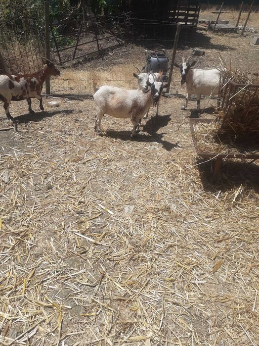 Animais da quinta