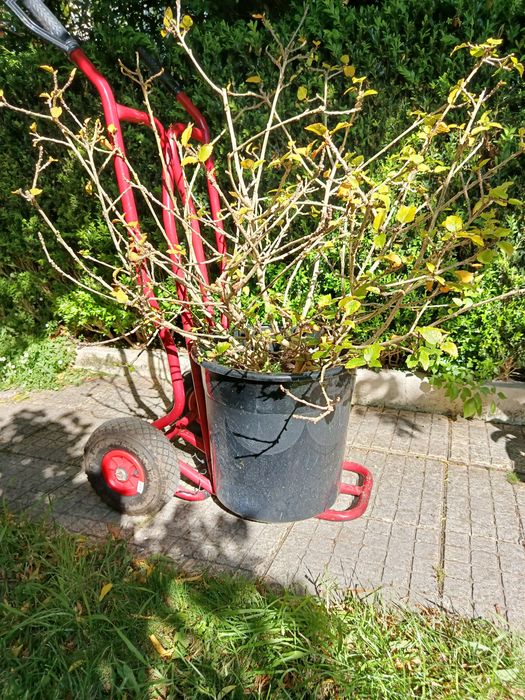 Arbusto em vaso preto 40 dá flores